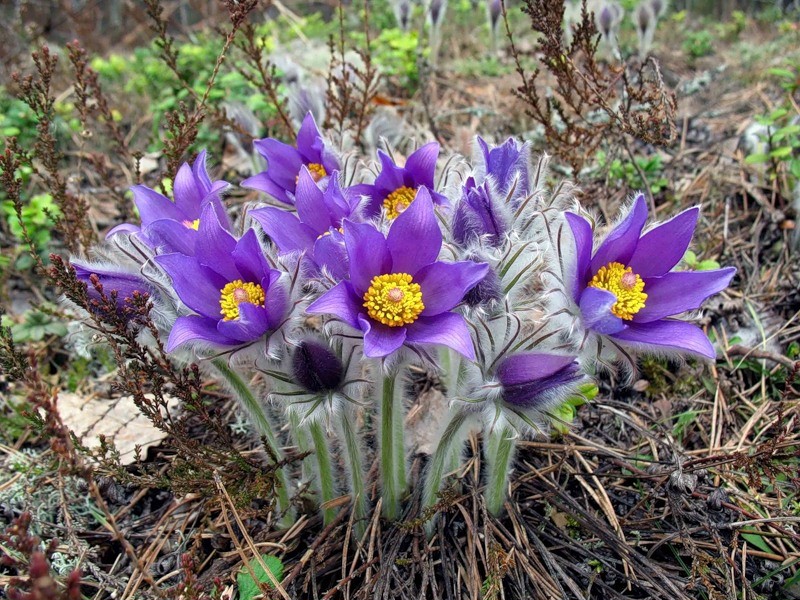 Дорофеев день